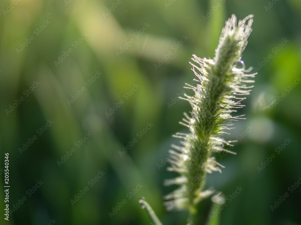 Summer day, toned photo, background with plants Summer day, toned photo, background with plants