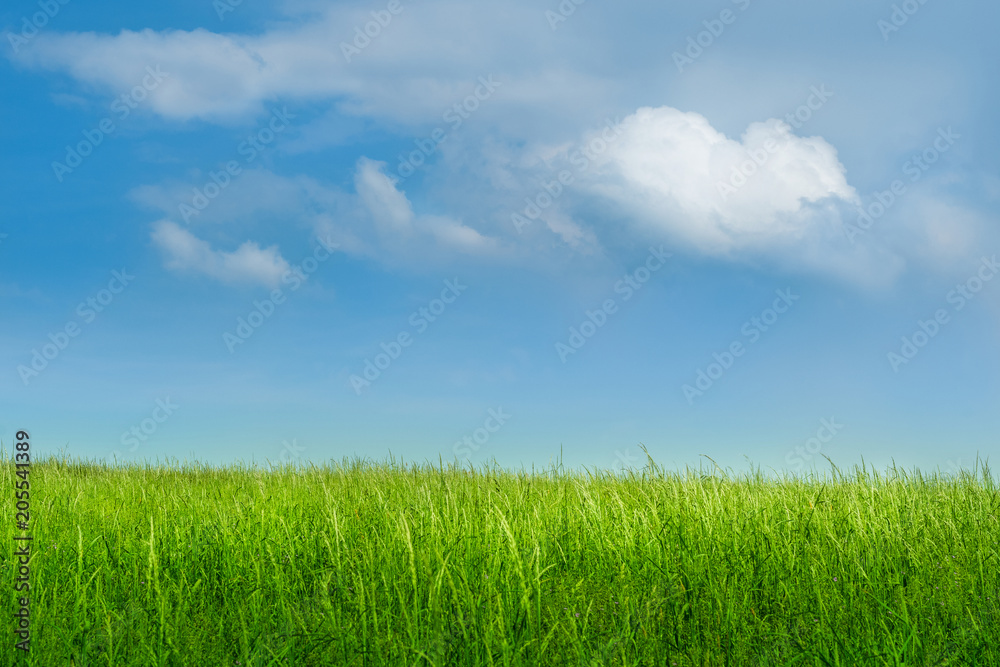 Saftig grünes Gras vor perfektem blauen Himmel Saftig grünes Gras vor perfektem blauen Himmel