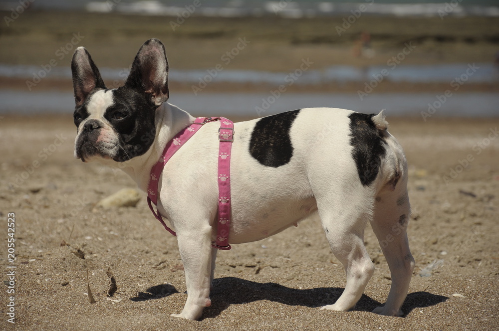 Fototapeta premium French bulldog
