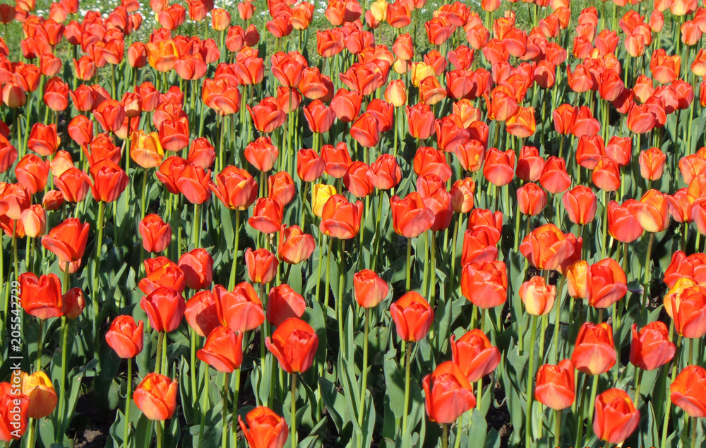 Spring red tulips blossom in a park