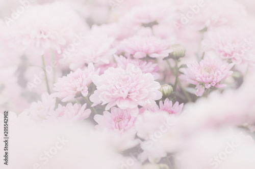 Pink chrysanthemum flower (Dendranthemum grandifflora) in soft focus with overlay pastel filtered effect