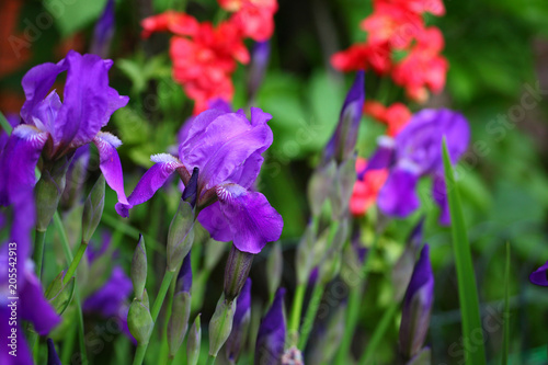 Fototapeta Naklejka Na Ścianę i Meble -  Iris flower summer garden 