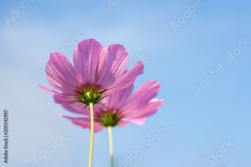 Pink cosmos flower with blue sky