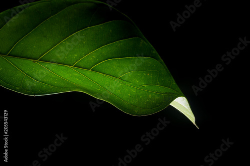 Dark green leaf in black background