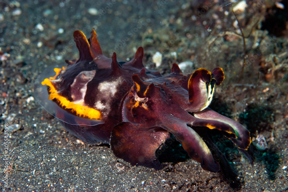 Obraz premium Flamboyant Cuttlefish