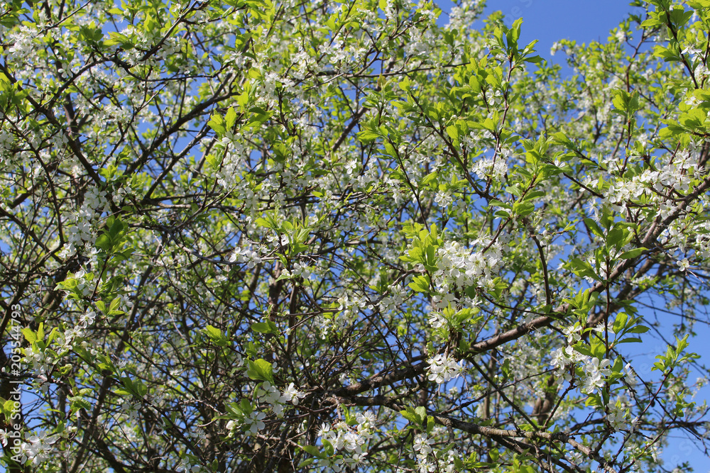 Apple tree branches in bloom against the blue sky Apple tree branches in bloom against the blue sky