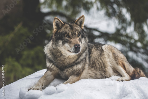 Loup canadien © Karl Nacreon