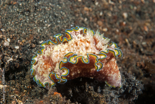 Nudibranch Glossodoris cincta photo