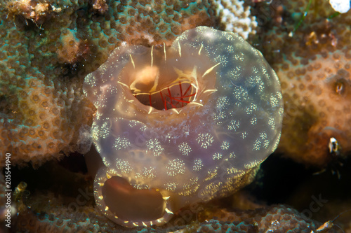 Sea Squirt photo