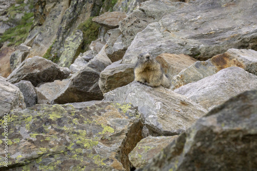 Alpine marmot in the natural environment. Alps. France.