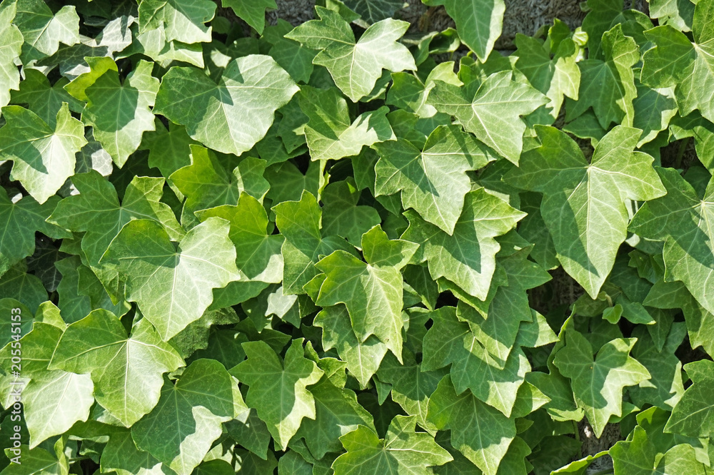 Green leaves of the climbing plant in springtime Green leaves of the climbing plant in springtime