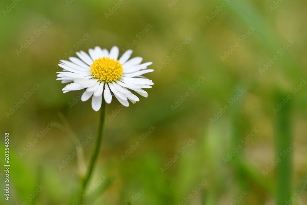 daisy flower (Bellis perennis) against a green natural background with copy space, useful as a greeting card daisy flower (Bellis perennis) against a green natural background with copy space, useful as a greeting card