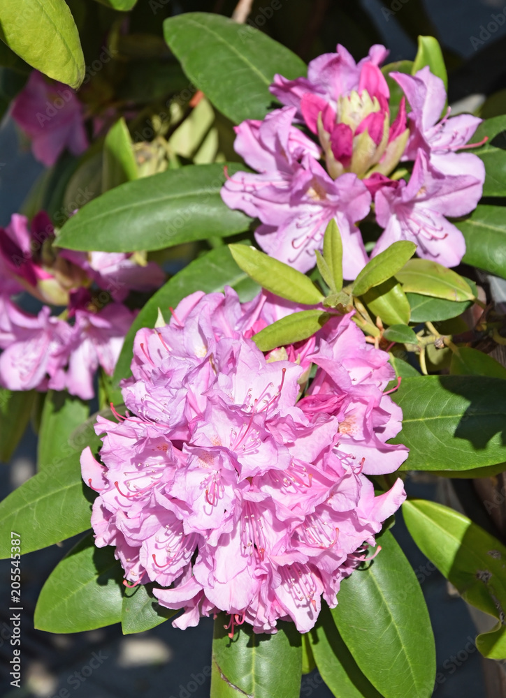 Fototapeta premium Beautiful pink flowers closeup in springtime