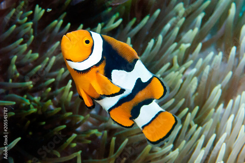Eastern Anemonefish Amphiprion percula