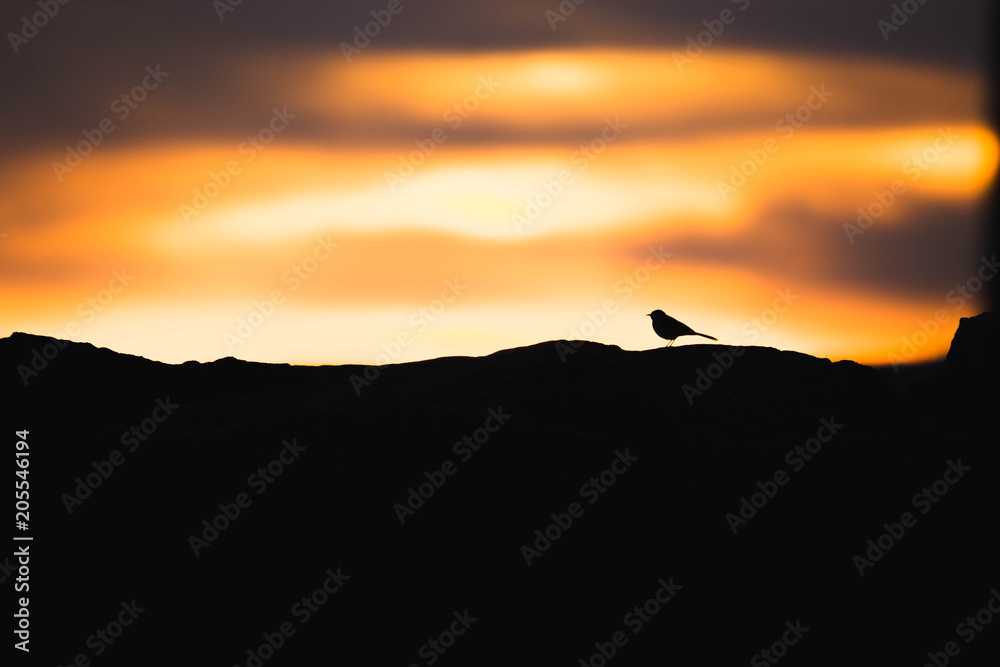 Sihouette - oiseaux - Sunset