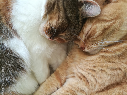 Close-up of two sleeping cats.
