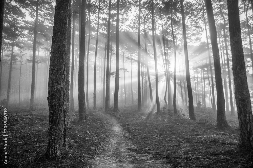 Obraz premium fog in the forest