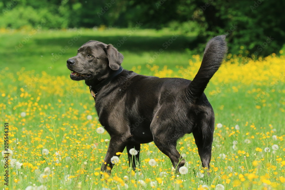 Aufmerksamer Labrador in gelber Blumenwiese Aufmerksamer Labrador in gelber Blumenwiese