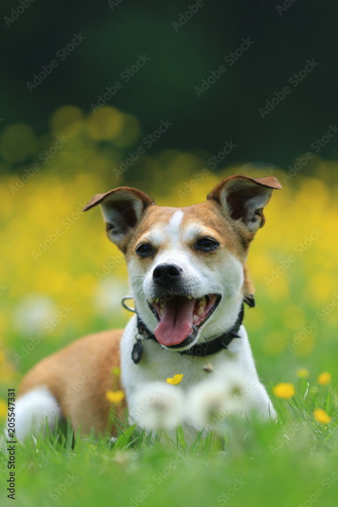 Portrait von einem kleinen Mischling in gelber Blumenwiese