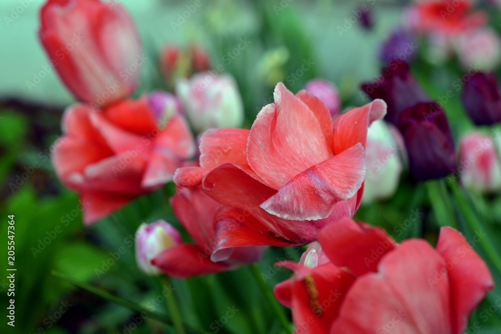 Tulpen Tulpen