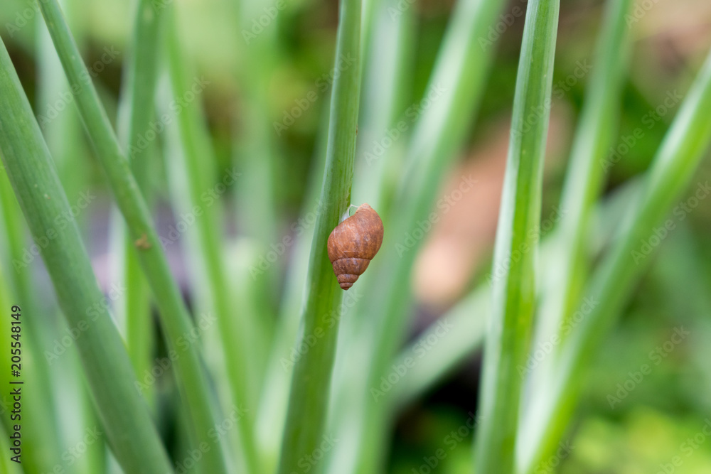 caracol subindo na folha da cebolinha da horta urbana caracol subindo na folha da cebolinha da horta urbana