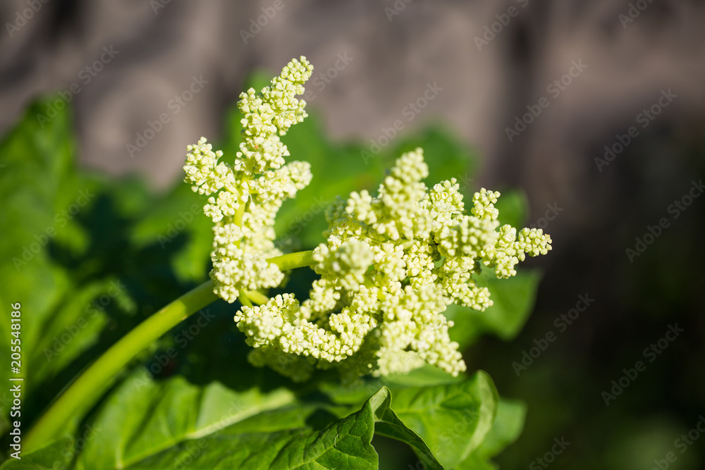 Rharbarbarblüte, Blüte von einem Rharbarbar Rharbarbarblüte, Blüte von einem Rharbarbar