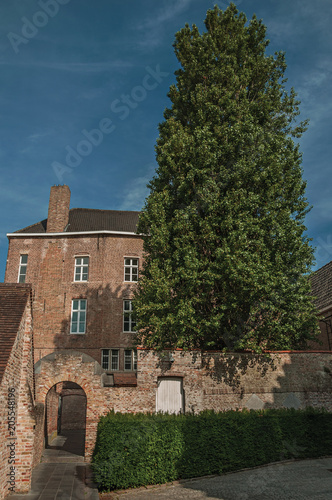 Brick facade of house  tree and blue sky in a peaceful courtyard in Bruges. With many canals and old buildings  this graceful town is a World Heritage Site of Unesco. Northwestern Belgium.