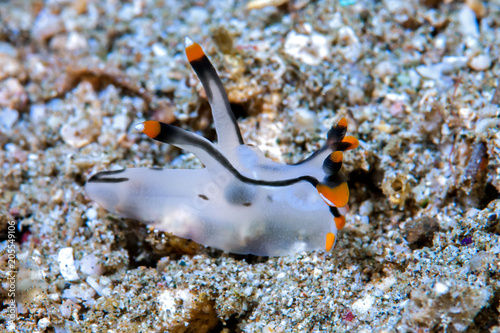 Thecacera Nudibranch photo