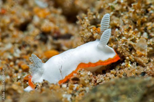 Nudibranch photo