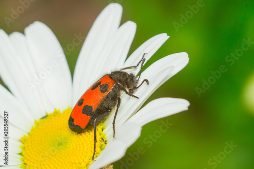 insect beetle Nicrophorus photo
