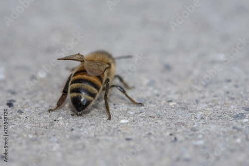 Bumble Bee stinger
