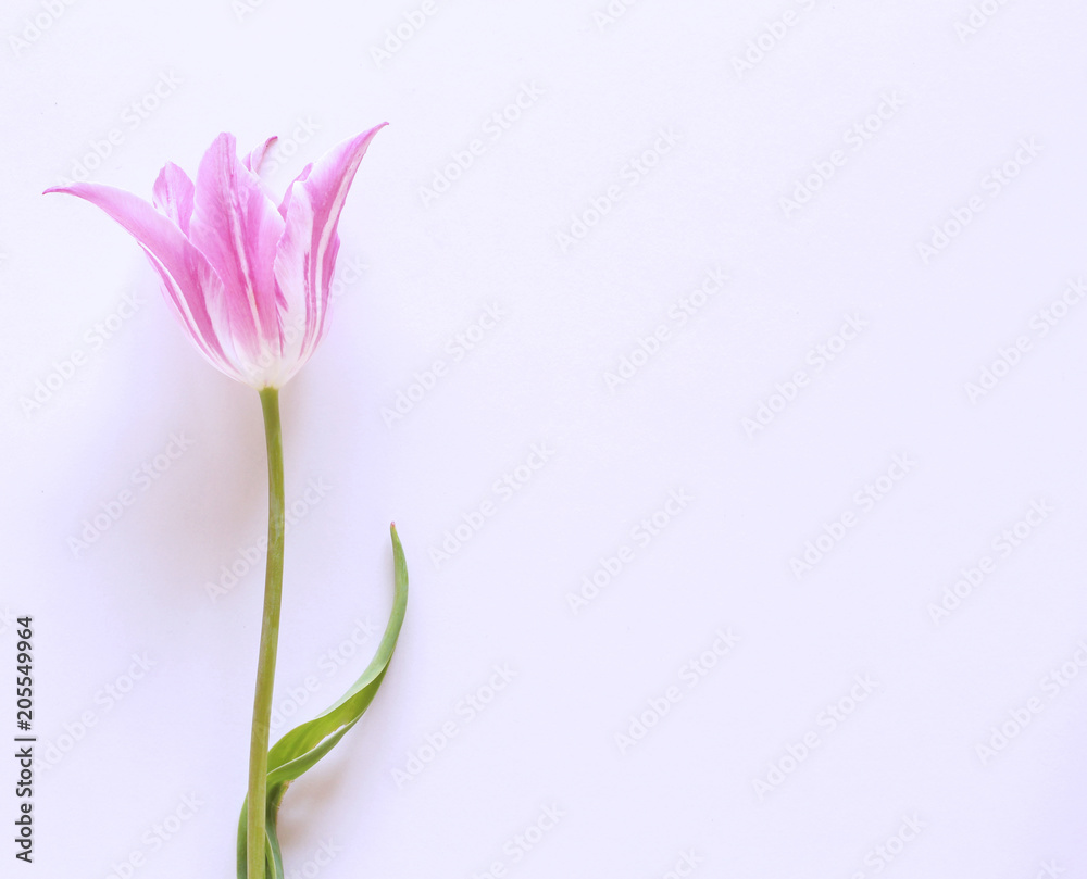 Styled stock photo. Spring feminine scene, floral composition Beautiful pink tulip on white background. Flat lay, top view.Empty space for your text.
