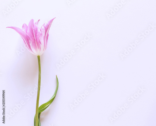 Styled stock photo. Spring feminine scene, floral composition Beautiful pink tulip on white background. Flat lay, top view.Empty space for your text.