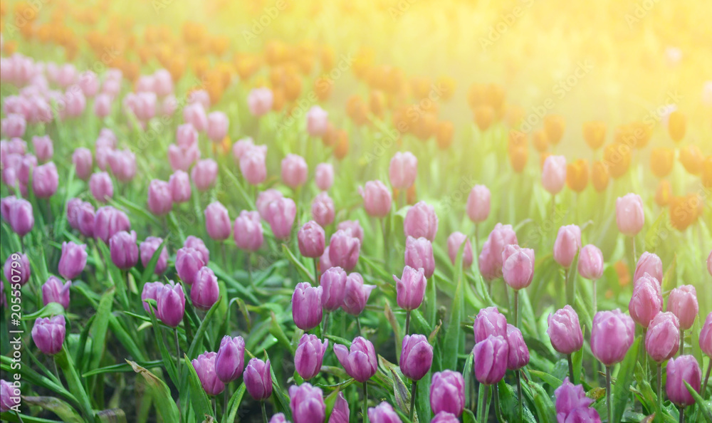Tulips, purple and red in a colorful field with the warm light.