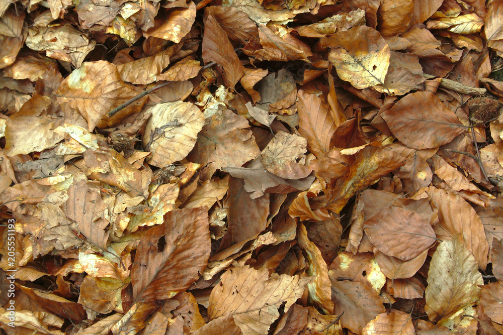 dry leaves in the forest dry leaves in the forest