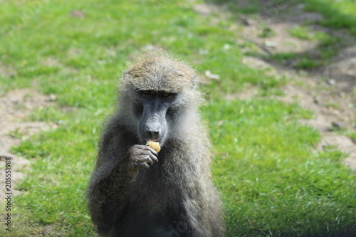 baboon