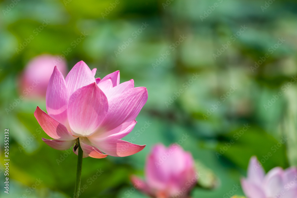 Pink lotus flower in pond