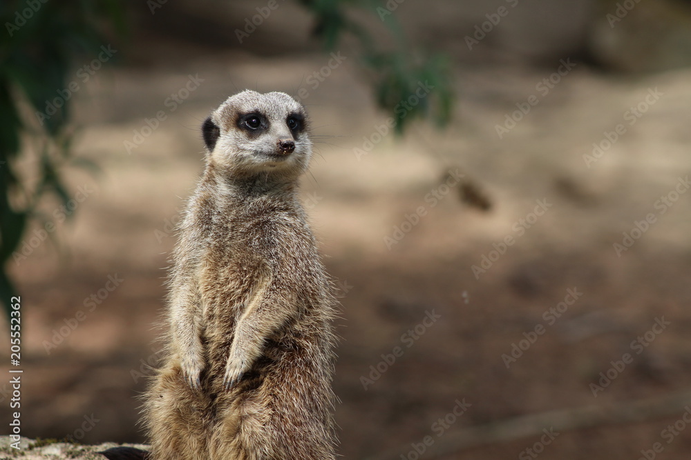 meerkat meerkat