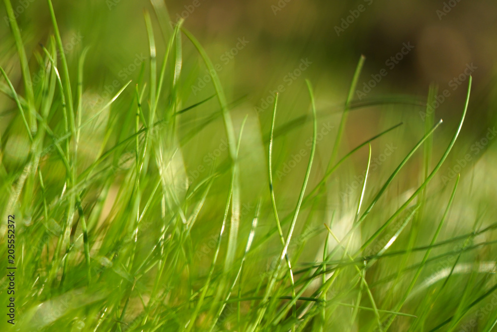 Forest young green grass background. Forest young green grass background.
