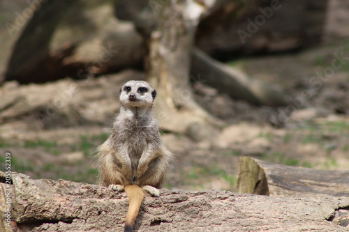 meerkat