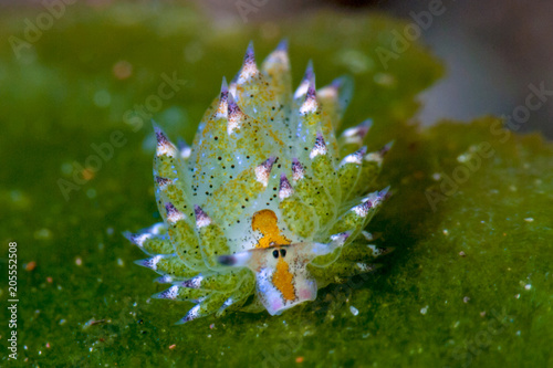 Costasiella Nudibranch photo