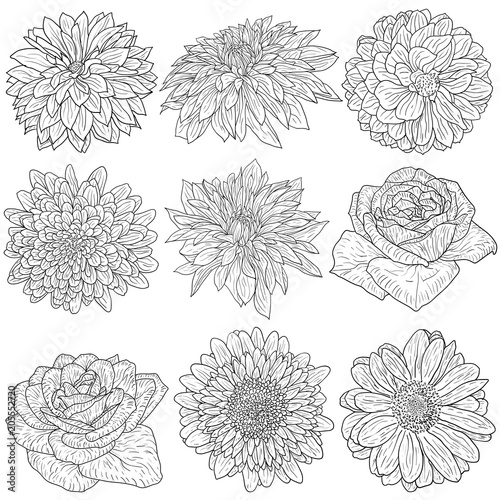 Beautiful monochrome sketch, black and white flower isolated
