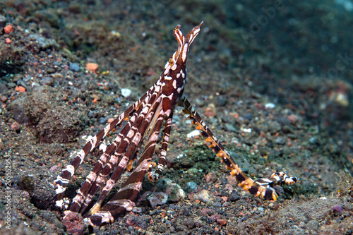 Fotografie Mimic Octopus