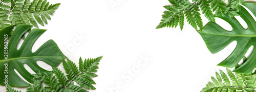 Empty white background with frame green leaves nature for copy space or text creative advertising with summer and spring concept. photo