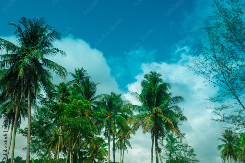 Fototapeta premium palm trees in the blue sunny sky 