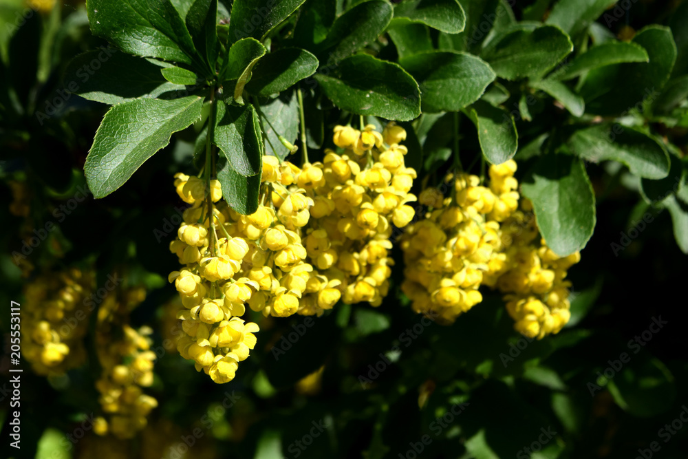 botanical garden in Kiev Ukraine botanical garden in Kiev Ukraine