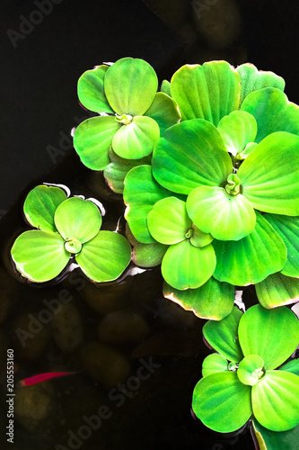 Water lettuce to creative texture and pattern for design and decoration isolate on background.Copy space.Clipping path © Suthiporn