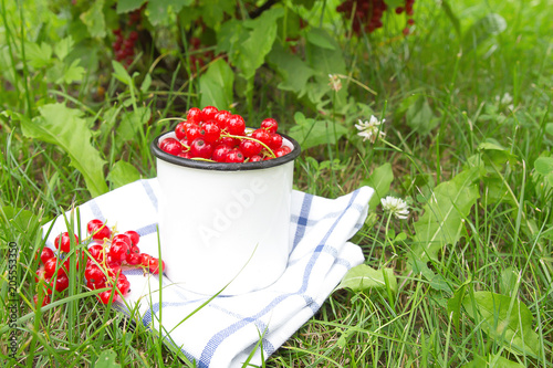Berry season.bright white bucket with berries , red currants on the green grass. Harvest of berries.Organic Bio Berries photo