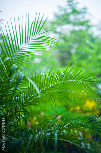 Palm leaves after rain