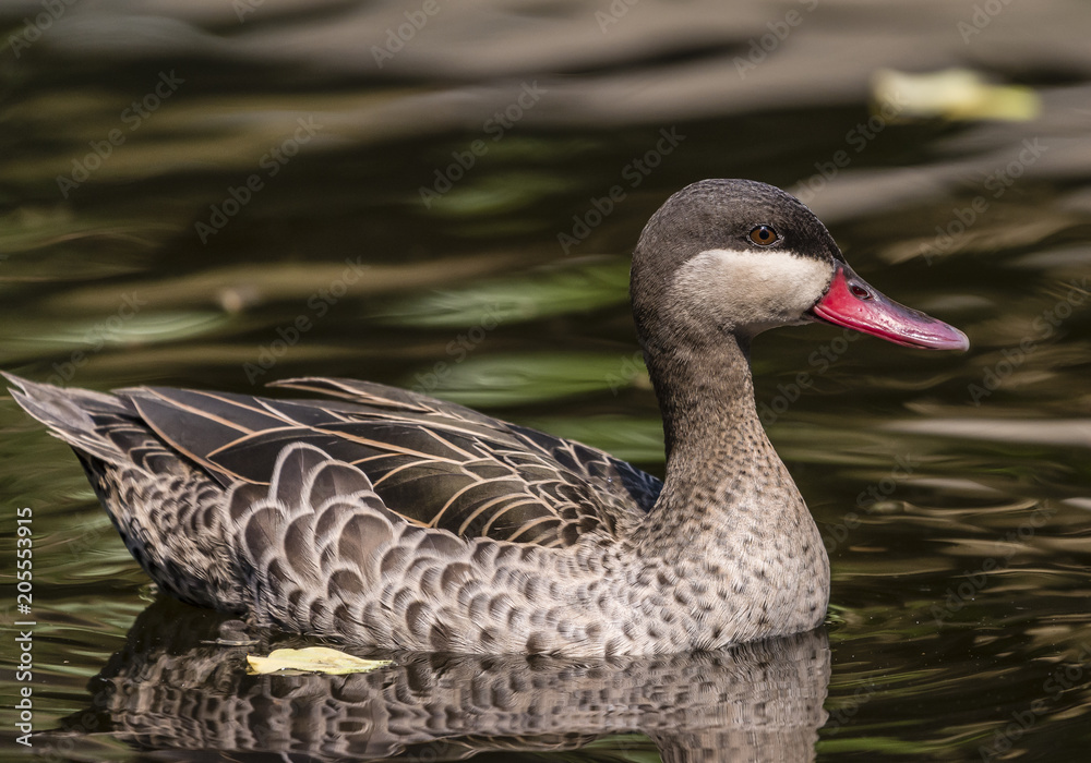 Fototapeta premium Ente